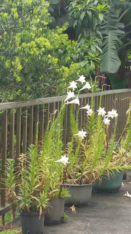A-Ma Homestay Fenglin Dış mekan fotoğraf
